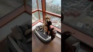 Хотите увидеть как Дени гуляет с Чебурашкой?😁