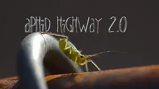 Aphid Highway 2.0