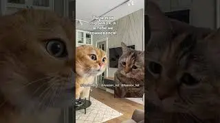 Дорогая, ты когда-нибудь мечтала уйти от меня к принцу на белом коне? #тренд #приколы #мемыскотами
