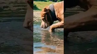 черный копатель 