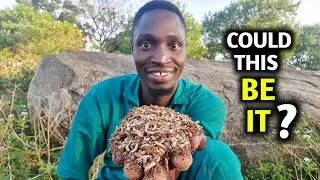 Growing MAGGOTS as CHEAP CHICKEN FEED | Black soldier fly Larvae