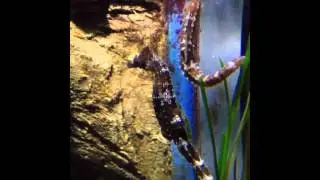 Our Visit To Aquarium