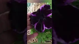 Петуния Crazytunia Cosmic Violet