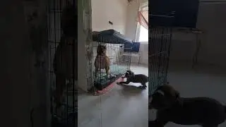 Амстаф Бьёрн приехал на прививки) встреча с мамой)