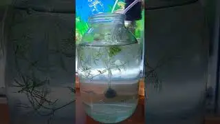 ✅ ОТ ПОБОЕВ ДО ИКРЫ - ЭТО НЕОН.