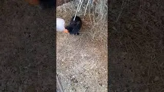 Львиная голова