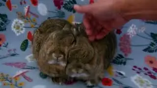 Head Pet Time.