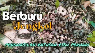 JUAL JENGKOL BISA RAUP UNTUNG BESAR #subscribe #bisnis