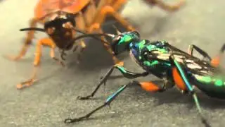 Ampulex Compressa Vs Periplaneta Americana