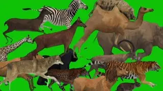 Animal List : Animal Running Green Screen | Animal Running One By One | Free to Use |