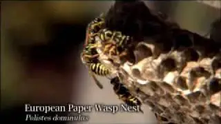 Paper Wasp Nest