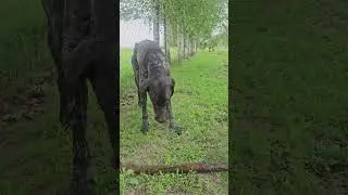 The dog is crazy. He wants to dive around the clock #shorts #животные  #собака