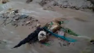 wagmon urool pottal