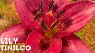 Lily - Tinilco 4K