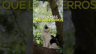 ¿Por qué los GATOS VIVEN MÁS QUE LOS PERROS? #animales #curiosidades #curiozoo #gatos #perros