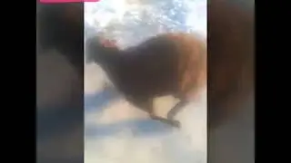 баран тансует от мороза