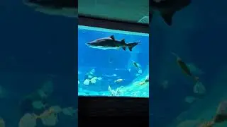 Галактика 