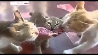 8 СМЕШНЫЕ И УСАТЫЕ