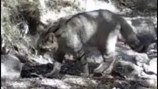 Fauna de la Sierra de Guadarrama. FOTOTRAMPEO