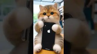 Котики в OnlyPhones