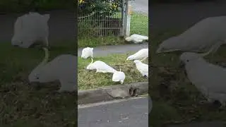 Every Day I Run - Saw a flock of Cockatoos on my run