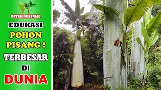 PISANG TERBESAR DI DUNIA ADA DI INDONESIA | MUSA INGENS | PETANI MILENIAL