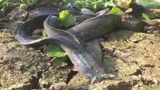 Amazing video Top2! Best Catching A lot of Fish in Mud Water on Dry Season By Fisherman Skill 100%