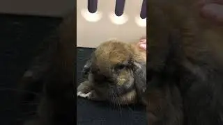 Kirby accepting pets!