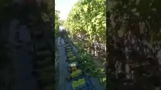 🔴Сбор урожая сорт Аркадия .Полное видео на моем Ютуб канале