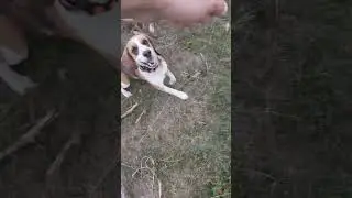 С Лордом на прогулке2#beagle#Lord#бигль#Лорд