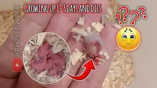 growing up 1-3 days babies hamsters and mother hamster eat their own babies