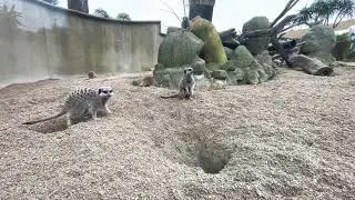 [250722] meerkats at the Wellington Zoo, Wellington, New Zealand