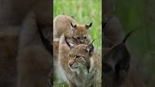 Lynx Mommy and Cub  #shorts #short