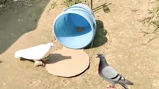DIY pigeon bird trap using plastic balti