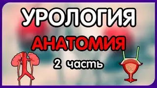 Урология. Лекция 2. Анатомия мочевого пузыря, уретры.