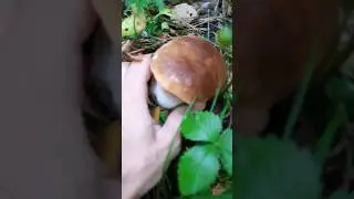 БЕЛЫЙ ТОЛСТЯК💥