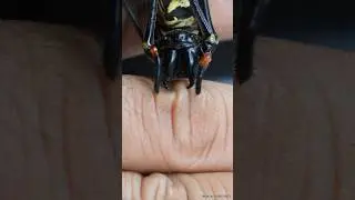 Let's see: Can the sharp teeth of a poisonous spider penetrate my skin?😱🕷🕸