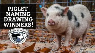 Announcing the Name a Rescue Piglet Drawing Winners!