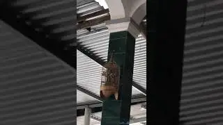 Chim vành khuyên líu xoè full bản.