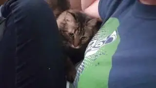 Cat wants cuddles
