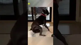 Never Do This With Your Dogs 😱|| 
