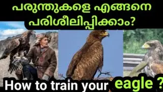പരുന്തിനെ പരിശീലിപ്പിക്കാം |How to train an eagle| SVS ennum eppozhum evideyum
