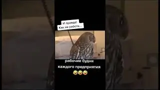 Будни животных😅