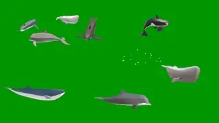 3D Whale Green Screen | Cartoon Whale | Everything Green Screen