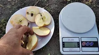 Яблуня Гала Маст.Врожай 2021.