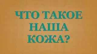 1  Что такое наша кожа?