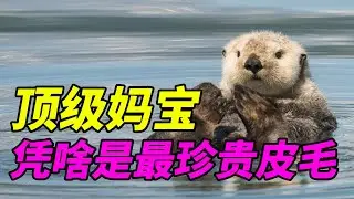 【皮毛动物01】为什么海獭皮毛最珍贵?最让人羡慕的亲子关系 海獭宝宝要学会如何积累功德