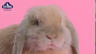 #StorkChick vs #StorkBunny: Fluffiest Easter Ever