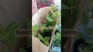 Как поздравить цветочницу 🥰#гортензия#модныйсад#цветы#подарок