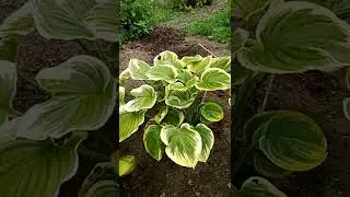 Как воплощаются мечты